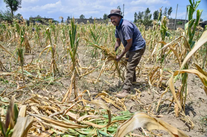 Egy önellátó helyi kis gazdálkodó gyűjti össze a tartós szárazság következtében elszáradt kukoricatermést Kenyában, 2023 augusztusában – Fotó: James Wakibia / SOPA Images / LightRocket / Getty Images