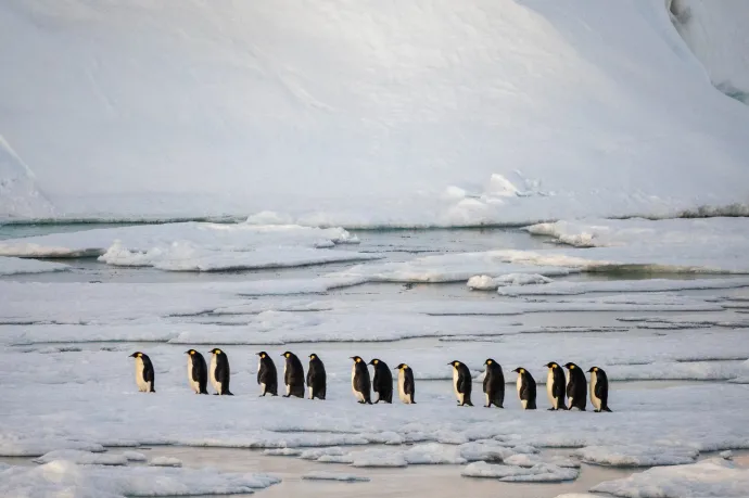 Négy új császárpingvin-kolóniát fedeztek fel az Antarktiszon