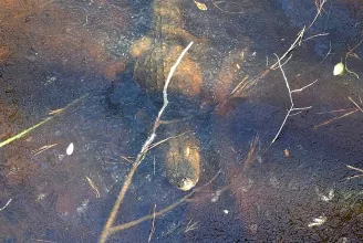 Aligátororrok kandikálnak ki egy észak-karolinai tó befagyott vizéből