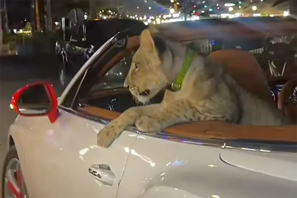 Kocsikázni vitte a házi oroszlánt, gazdája most egy évre börtönbe kerülhet Thaiföldön