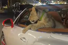 Kocsikázni vitte a házi oroszlánt, gazdája most egy évre börtönbe kerülhet Thaiföldön