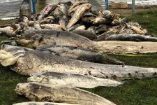 Az óriási halpusztulás után megtiltják a horgászatot a Pátkai-víztározón