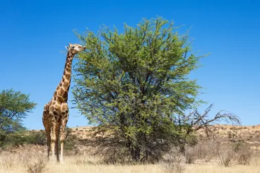 A zsiráf vígan elvan napi fél óra alvással
