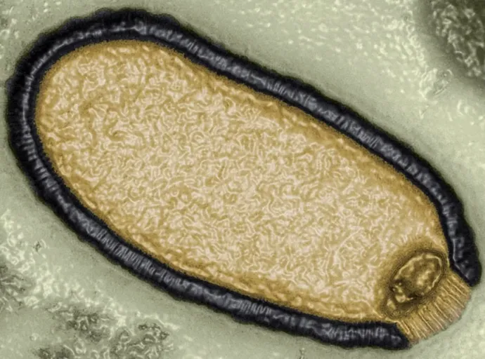 Pithovirus sibericum, a 30 ezer éves óriásvírus (számítógéppel színezett kép) – Fotó: Jean-Michel Claverie / IGS / CNRS-AM