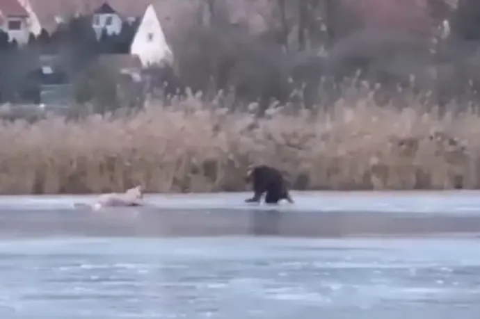 Videóra vették annak a korcsolyázó nőnek a mentését, aki alatt beszakadt a jég Tihanyban