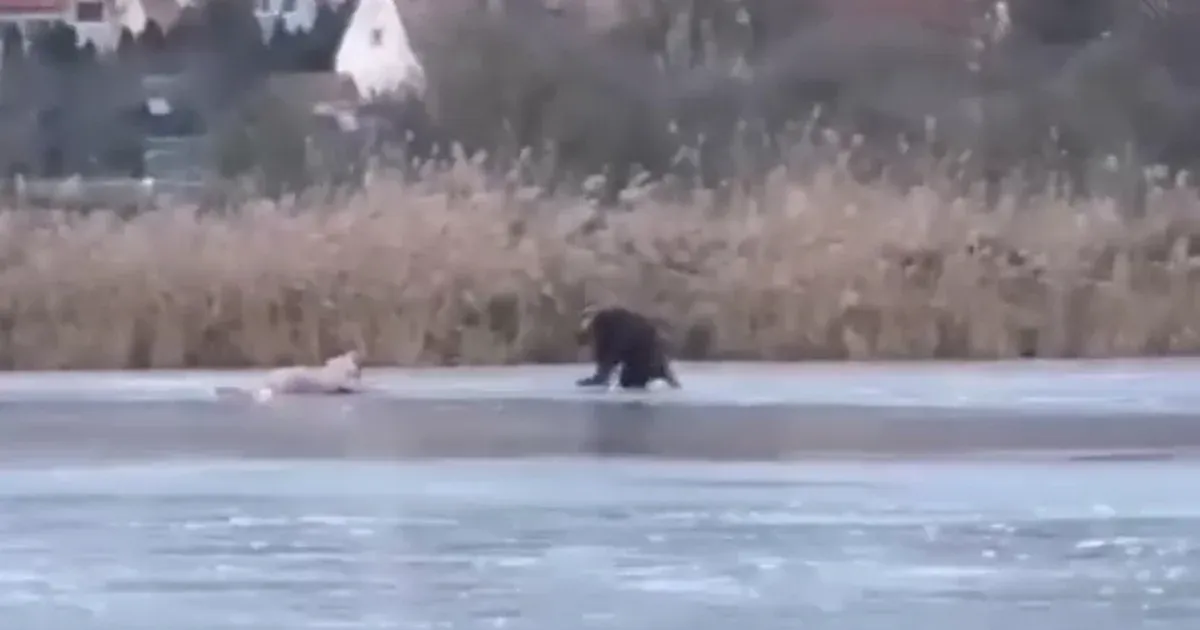 Videóra vették annak a korcsolyázó nőnek a mentését, aki alatt beszakadt a jég Tihanyban