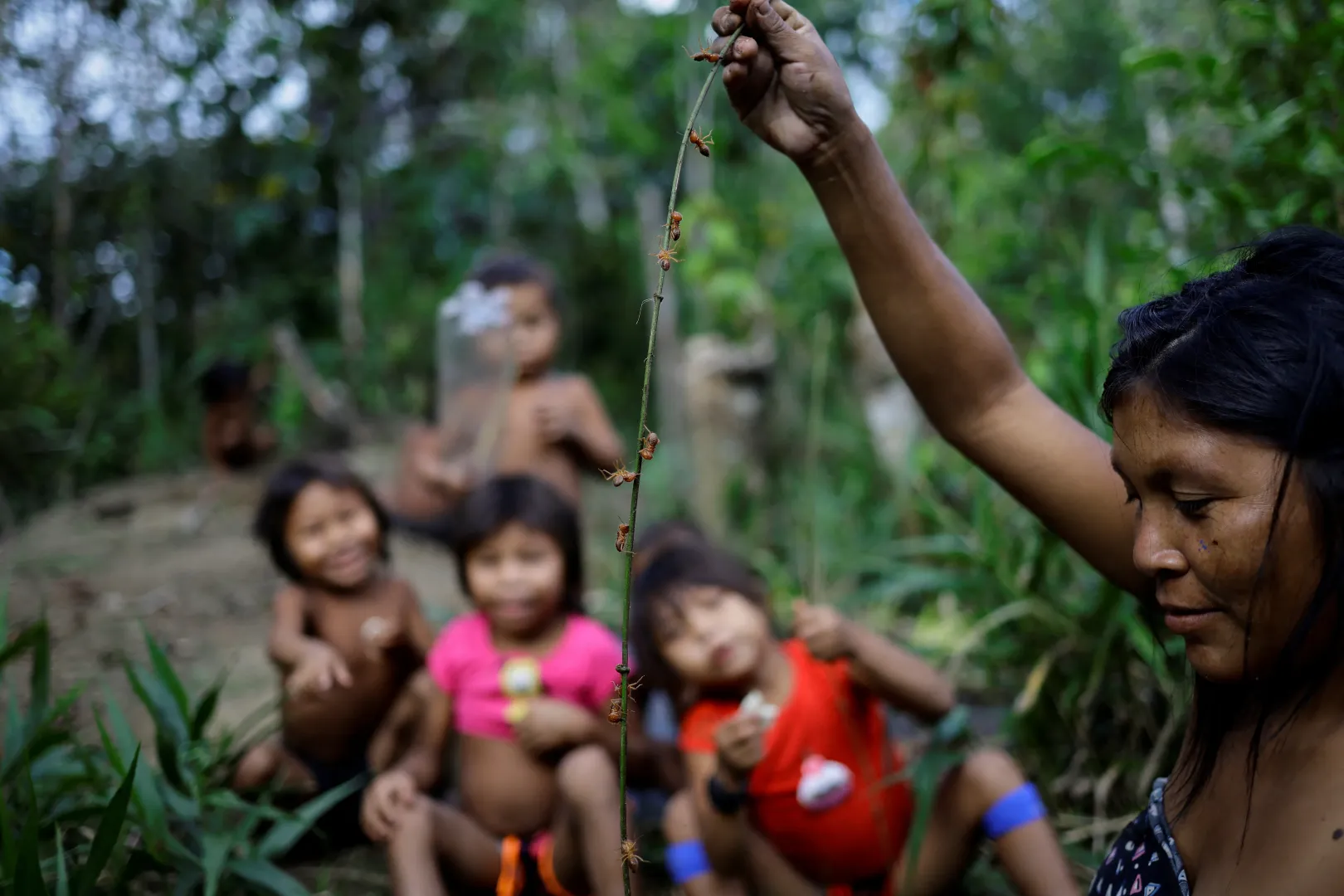 Egy indián nő hangyákat gyűjt, hogy aztán megegye őket. Ehhez egy hosszú botot tol be a hangyaboly járataiba – Fotó: Ueslei Marcelino / Reuters