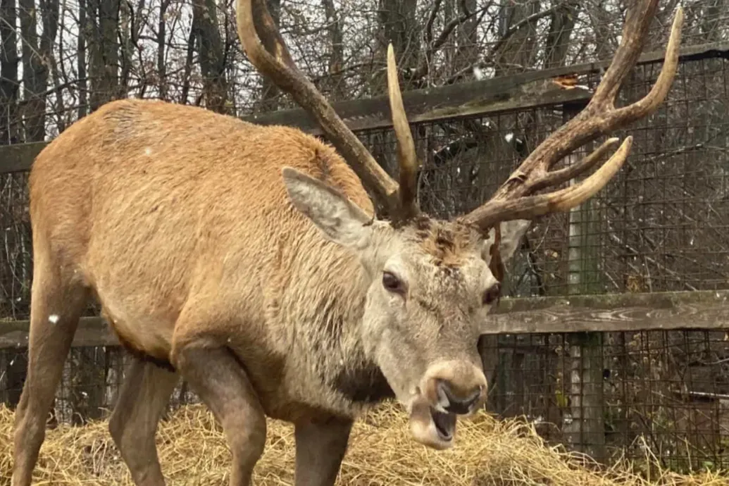 Lelőtték a Farkasemberként ismertté vált Horkai Zoltán két szarvasát Gödöllőn