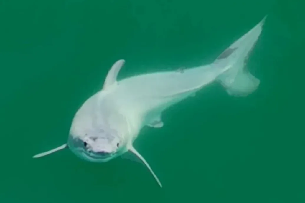 Először sikerült lefotózni egy újszülött fehér cápát