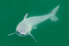 Először sikerült levideózni egy újszülött fehér cápát