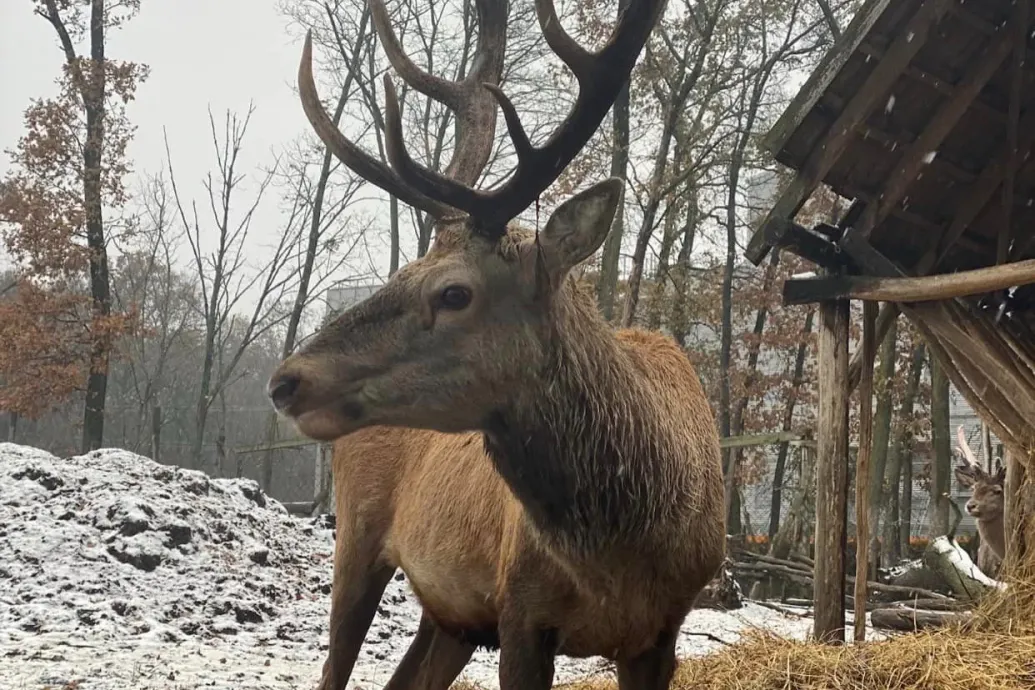 A rendőrség szerint nem lövés végzett a Farkasember szarvasával