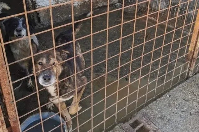 50 kutyát altattak el helyhiány miatt egy temesvári kutyamenhelyen
