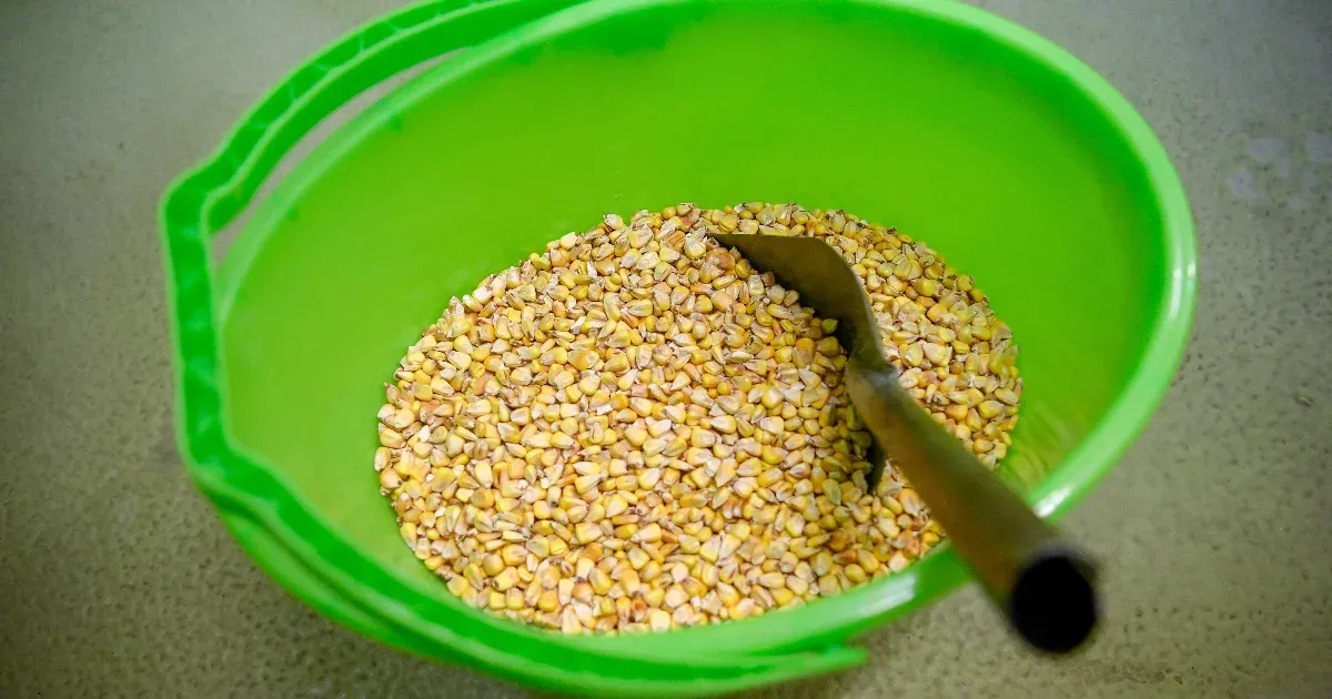 40 tonna GMO-val szennyezett ukrán vetőmagot foglalt le a Nébih