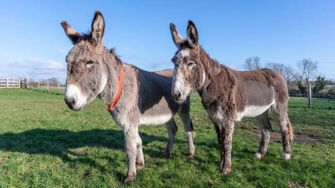 Ben (bal) és Joey (jobb) a Szamármenedék sidmouth-i farmján – Fotó: The Donkey Sanctuary