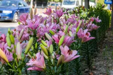 A szeretője kedvenc virágaival ültette tele Botoşani-t a polgármester