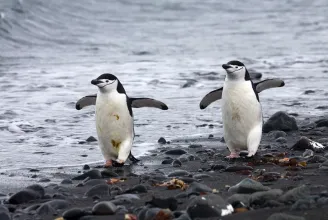 A pingvin, ami napi tízezerszer alszik