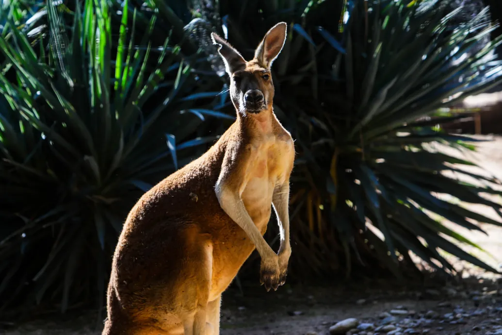 Bírság járhatna a főnököknek, ha munkaidőn kívül keresik a dolgozóikat Ausztráliában