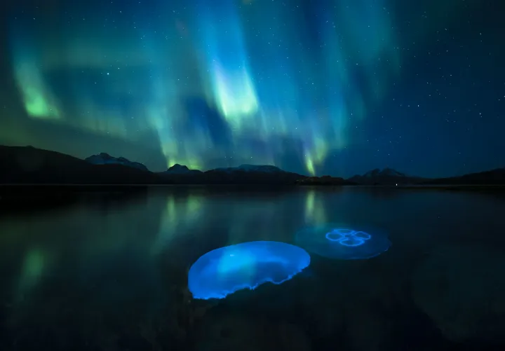 Moon jellyfish in the fjords of northern Norway - Photo: Audun Rikardsen / Wildlife Photographer of the Year