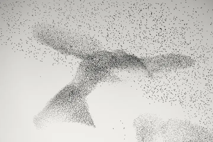 Óriási madarat formáló madárraj Róma egén – Fotó: Daniel Dencescu / Wildlife Photographer of the Year