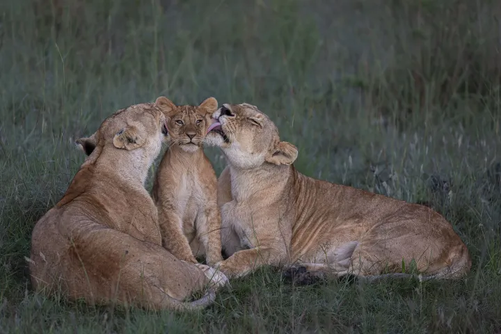 Two lions care for a cub in the Masai Mara, Kenya - Photography: Mark Boyd/Wildlife Photographer of the Year