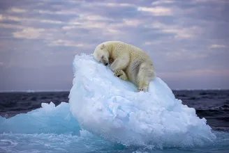 Belopta magát a közönség szívébe a jéghegyen szundikáló jegesmedvéről készült fotó