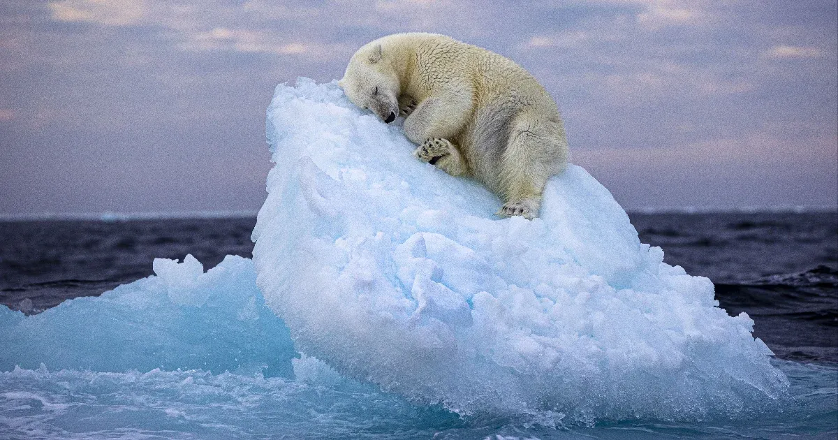 The image of a polar bear napping on an iceberg stole the hearts of the audience