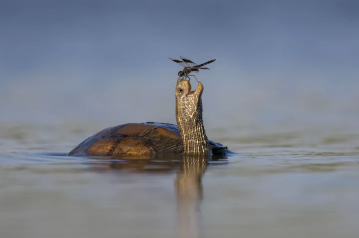 Friend Turtle and Dragonfly in the swamps of the Jezreel Valley in Israel - Photography: Tsahi Finkelstein / Wildlife Photographer of the Year