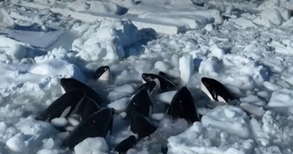 Kiszabadultak a jég fogságából a kardszárnyú delfinek Japánban