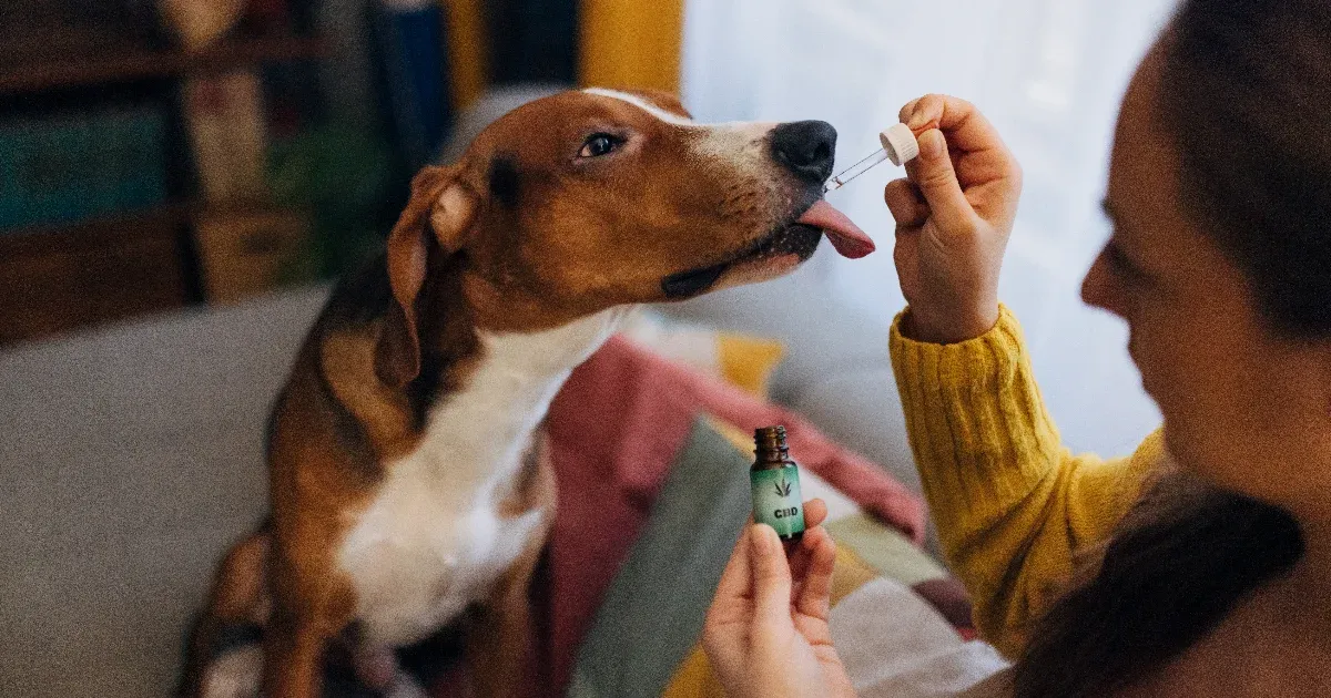 Egyre többen próbálják kannabiszszármazékkal gyógyítani a kutyájukat