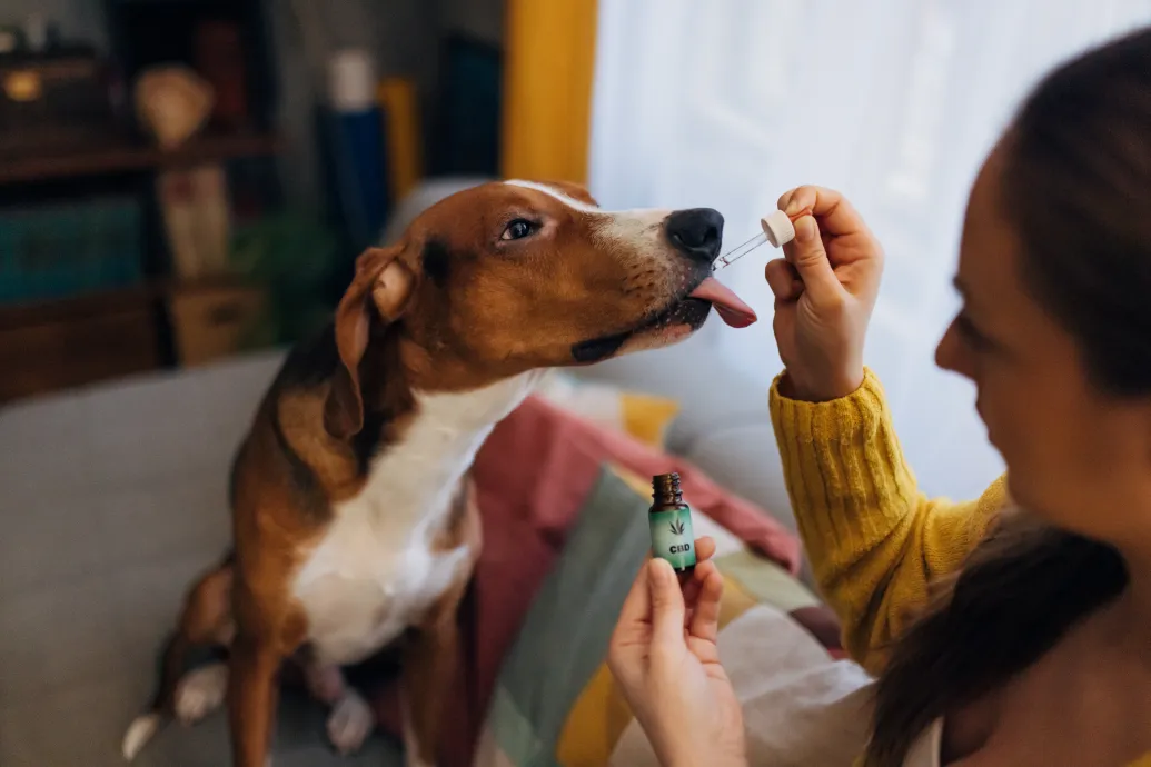 Egyre többen próbálják kannabiszszármazékkal gyógyítani a kutyájukat