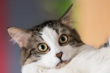 Bubópestises fertőzöttet találtak az USA-ban, a macskájától kaphatta el