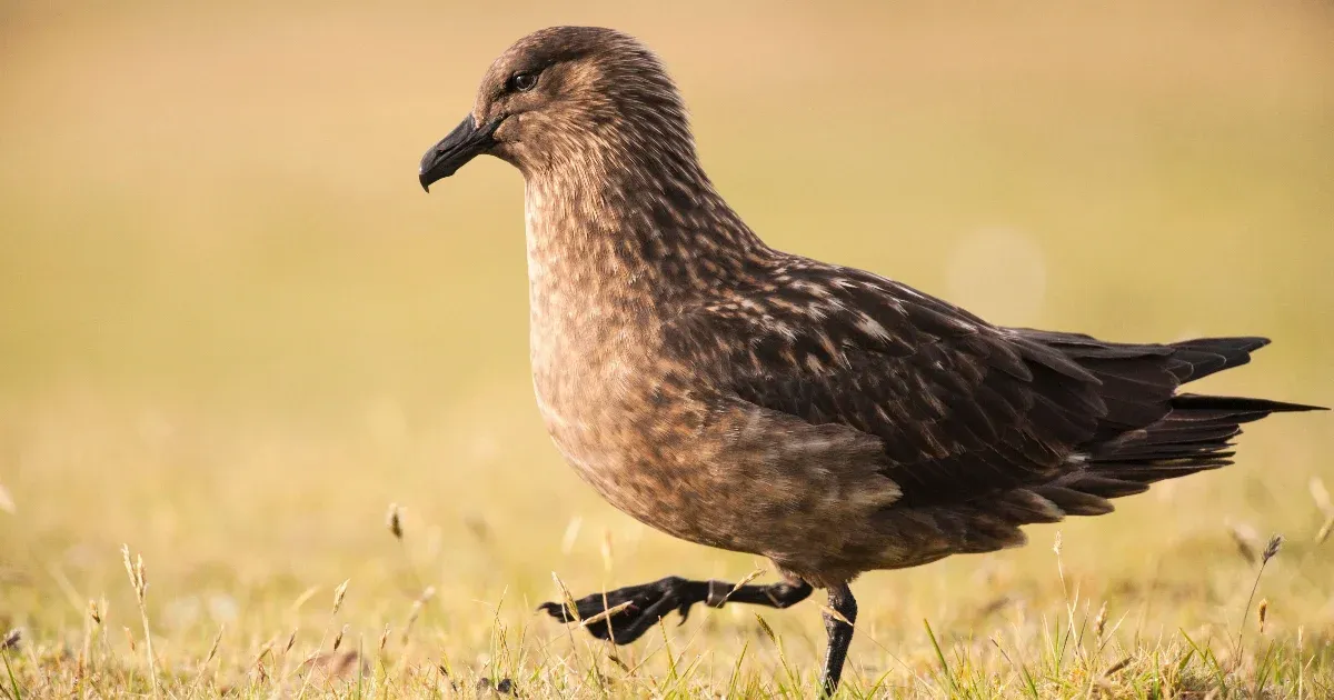 Két év alatt pusztult ki egy madárfaj populációjának 76 százaléka