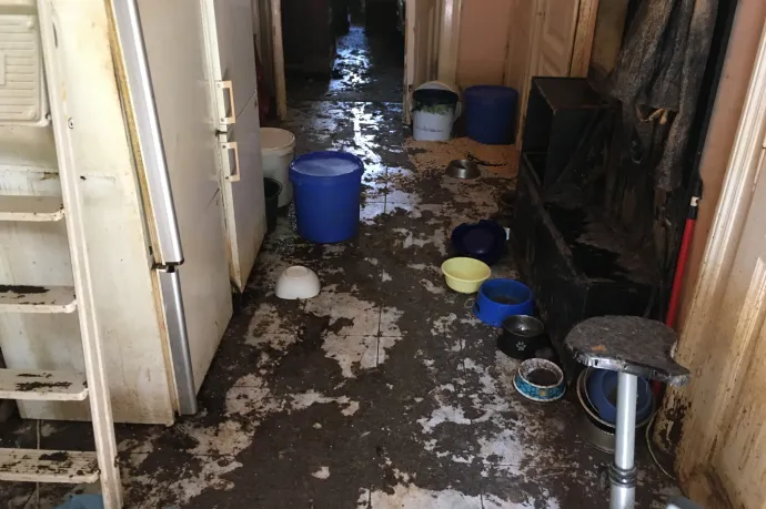 Élő és mumifikálódott macskák, 20 centi vastag ürülék és felfoghatatlan állati szenvedés egy budapesti lakásban