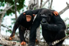 Az emberszabású majmok is imádják szívatni egymást, és nem is akarnak vele leállni