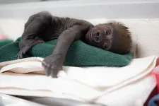 Császármetszéssel hoztak világra egy koraszülött gorillabébit Texasban