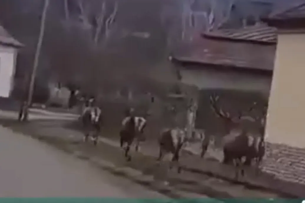 Szarvasok vágtattak végig egy Nógrád megyei falu járdáján