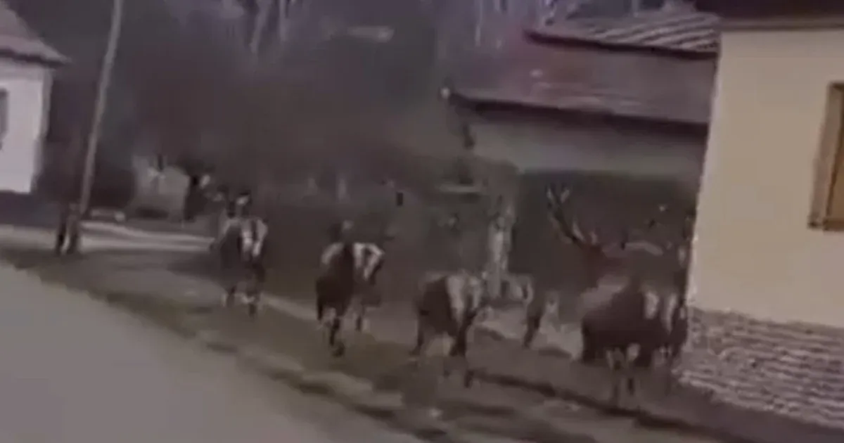 Szarvasok vágtattak végig egy Nógrád megyei falu járdáján