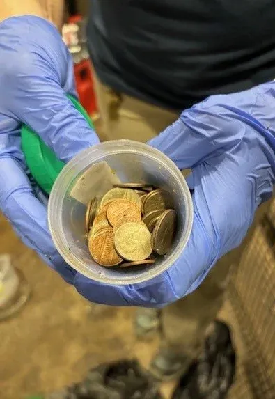Az aligátorból kihalászott érmék – Fotó: Omaha's Henry Doorly Zoo and Aquarium