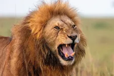 Születése óta gondozta azt az oroszlánt a nigériai állatkert gondozója, ami később megölte
