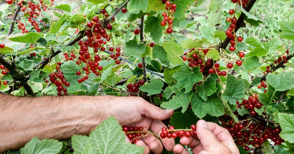 Evolúciós előnyt jelenthetett az ADHD az ősembereknek
