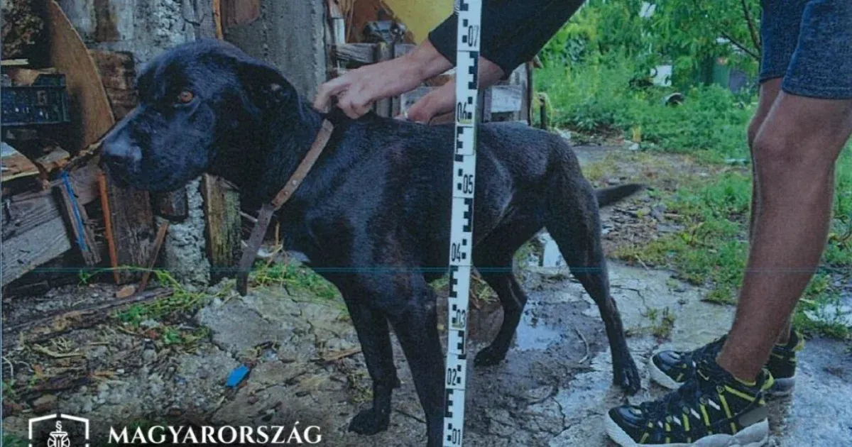 Megállították szondáztatni, lefejelte a rendőrt, aztán ráuszította a kutyáját