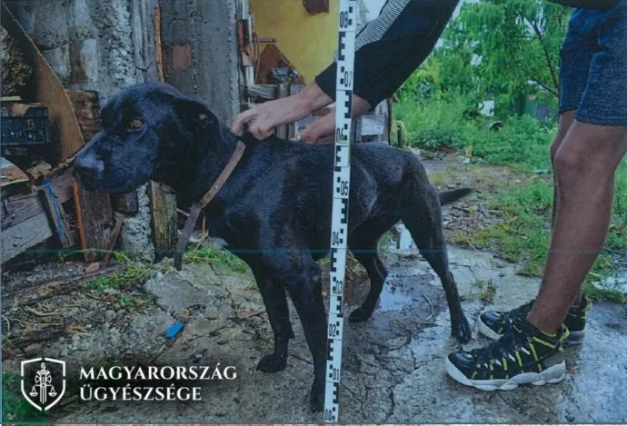 A kutya, amit a férfi a rendőrökre uszított – Fotó: Magyarország Ügyészsége