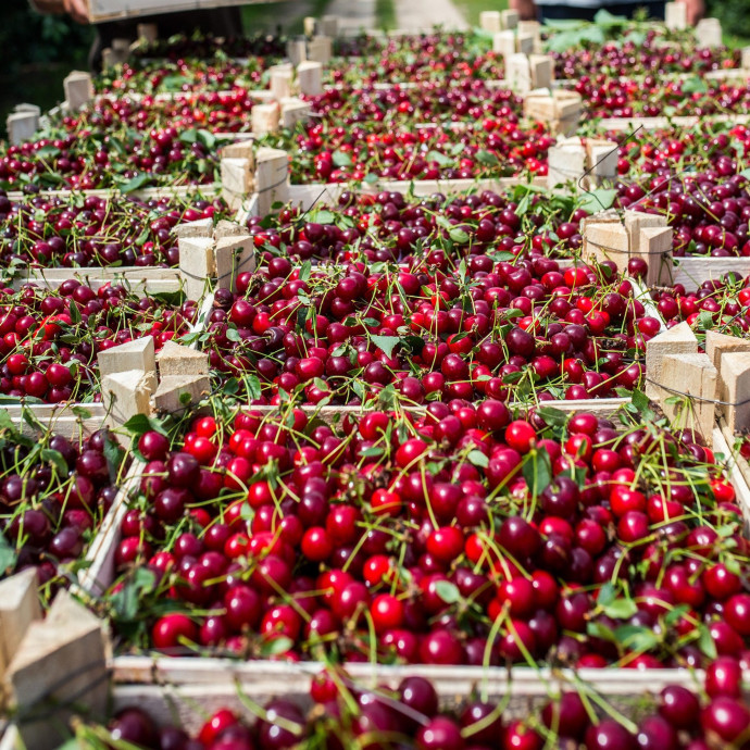 A magyar agrárium és élelmiszeripar gyengén teljesít, és a politika is dróton rángathatja