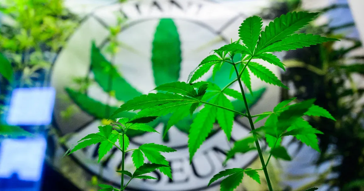 Németországban legalizálták a kannabiszt