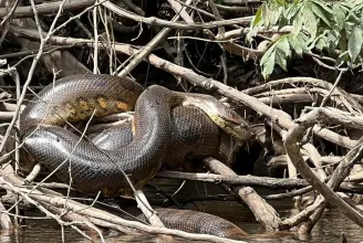 A legóriásibb óriáskígyót találhatták meg Ecuadorban