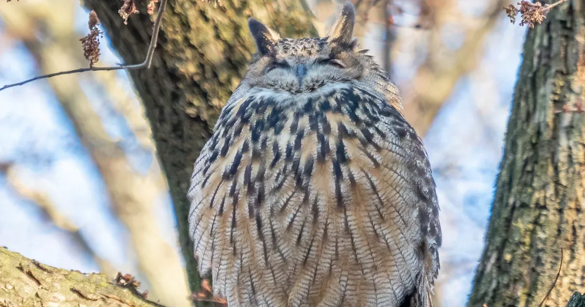 Elpusztult Flaco, a Central Park állatkertjéből elszabadult uhu