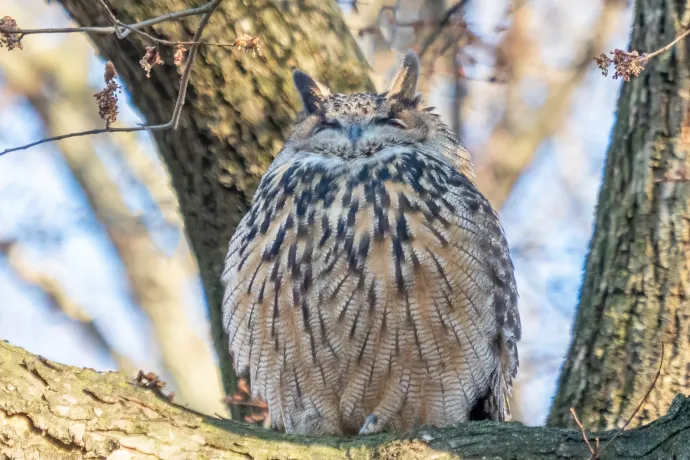 Elpusztult Flaco, a Central Park állatkertjéből elszabadult uhu