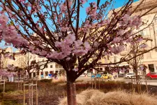Már virágzik a Blahán lévő díszcseresznye fa, egy hónappal korábban, mint tavaly