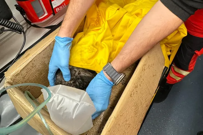 Égési sérülésekkel szállítottak állatkórházba egy nyulat a mentősök