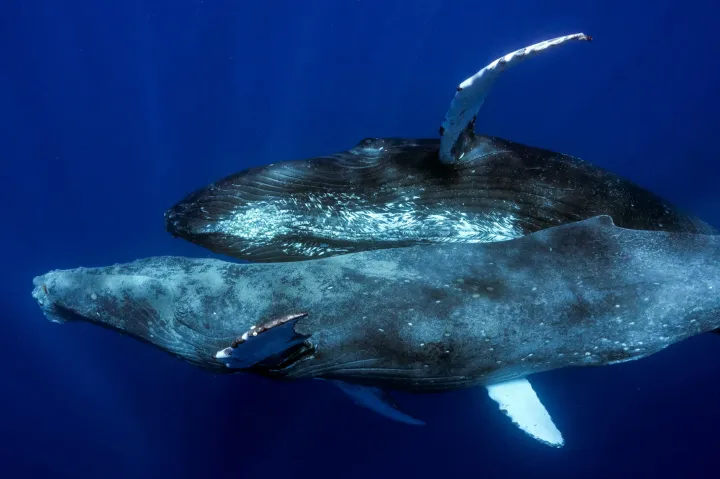 Először készült fotó hosszúszárnyú bálnák közti szexről, pont két hím vett részt benne
